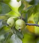 Zierapfel 'John Downie' - Malus 'John Downie' CAC