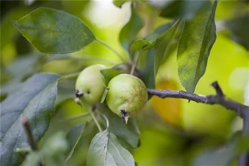 Zierapfel 'John Downie' - Malus 'John Downie' CAC