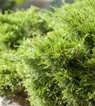 Strauchwacholder 'Mint Julep' - Juniperus media 'Mint Julep'