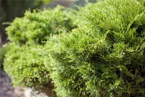 Strauchwacholder 'Mint Julep' - Juniperus media 'Mint Julep'