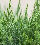 Strauchwacholder 'Mint Julep' - Juniperus media 'Mint Julep'