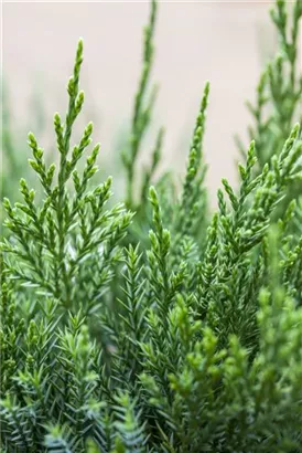 Strauchwacholder 'Mint Julep' - Juniperus media 'Mint Julep'