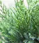 Strauchwacholder 'Mint Julep' - Juniperus media 'Mint Julep'