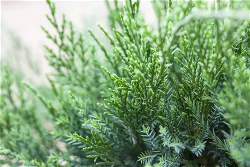 Strauchwacholder 'Mint Julep' - Juniperus media 'Mint Julep'