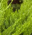 Strauchwacholder 'Mint Julep' - Juniperus media 'Mint Julep'