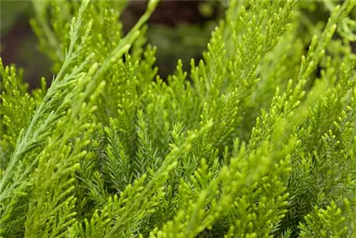 Strauchwacholder 'Mint Julep' - Juniperus media 'Mint Julep'