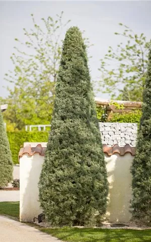 Cupressus arizonica 'Fastigiata'