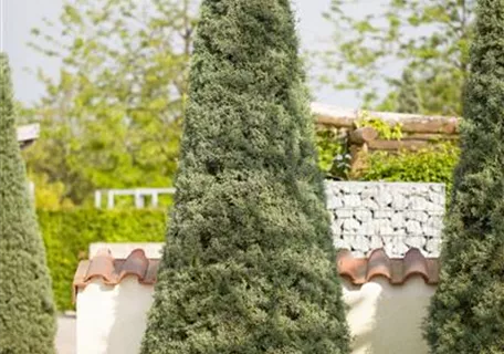 Cupressus arizonica 'Fastigiata' - Säulen-Arizona-Zypresse