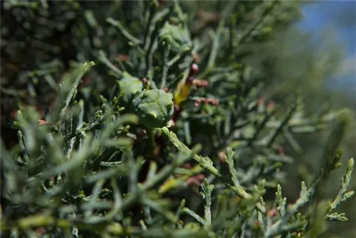 Säulen-Arizona-Zypresse - Cupressus arizonica 'Fastigiata'