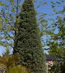 Säulen-Arizona-Zypresse - Cupressus arizonica 'Fastigiata'