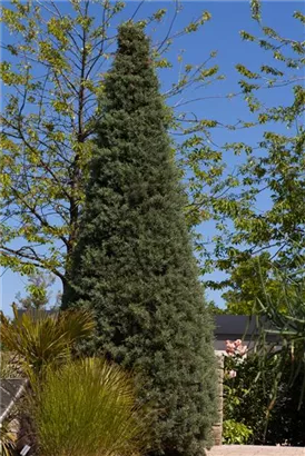 Säulen-Arizona-Zypresse - Cupressus arizonica 'Fastigiata'