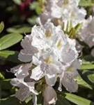 Rhododendron-Hybride 'Catawbiense Album' - Rhododendron Hybr.'Catawbiense Album' II