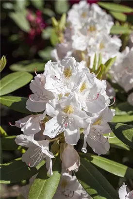 Rhododendron-Hybride 'Catawbiense Album' - Rhododendron Hybr.'Catawbiense Album' II