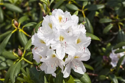 Rhododendron-Hybride 'Catawbiense Album' - Rhododendron Hybr.'Catawbiense Album' II