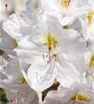 Rhododendron-Hybride 'Catawbiense Album' - Rhododendron Hybr.'Catawbiense Album' II