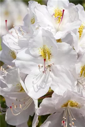 Rhododendron-Hybride 'Catawbiense Album' - Rhododendron Hybr.'Catawbiense Album' II