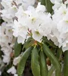 Rhododendron-Hybride 'Catawbiense Album' - Rhododendron Hybr.'Catawbiense Album' II