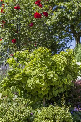 Fächerblattbaum 'Mariken' - Ginkgo biloba 'Mariken'