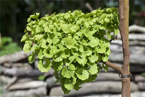 Fächerblattbaum 'Mariken' - Ginkgo biloba 'Mariken'