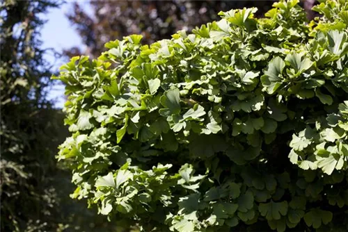 Fächerblattbaum 'Mariken' - Ginkgo biloba 'Mariken'