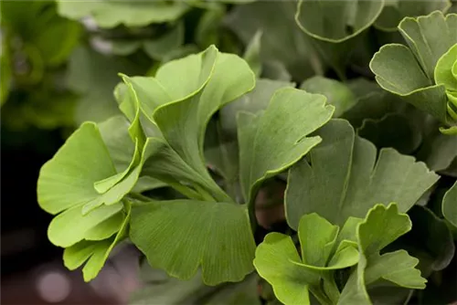 Fächerblattbaum 'Mariken' - Ginkgo biloba 'Mariken'