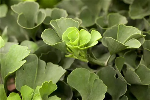 Fächerblattbaum 'Mariken' - Ginkgo biloba 'Mariken'