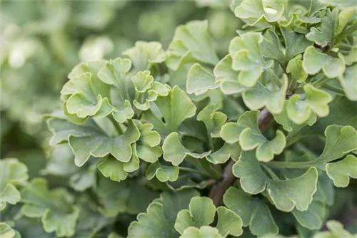 Fächerblattbaum 'Mariken' - Ginkgo biloba 'Mariken'