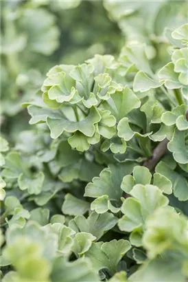 Fächerblattbaum 'Mariken' - Ginkgo biloba 'Mariken'