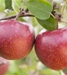 Apfel 'Jonagold' mittel - Malus 'Jonagold' CAC