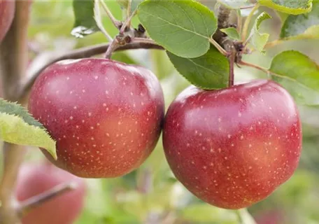 Malus 'Jonagold' CAC - Apfel 'Jonagold' mittel