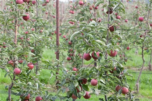 Apfel 'Jonagold' mittel - Malus 'Jonagold' CAC