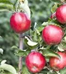 Apfel 'Jonagold' mittel - Malus 'Jonagold' CAC