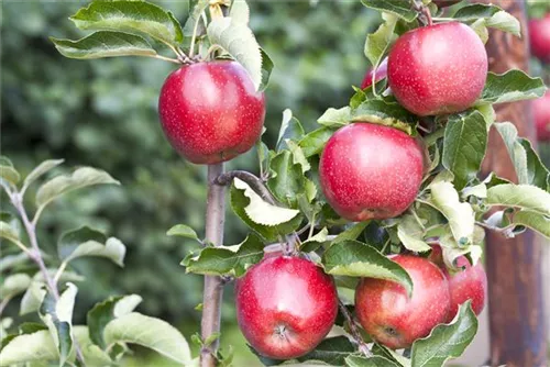 Apfel 'Jonagold' mittel - Malus 'Jonagold' CAC