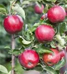 Apfel 'Jonagold' mittel - Malus 'Jonagold' CAC