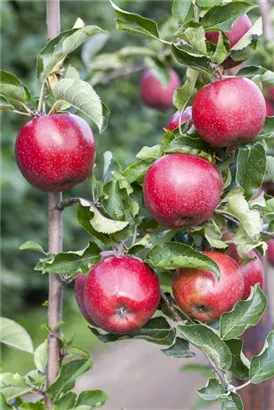 Apfel 'Jonagold' mittel - Malus 'Jonagold' CAC