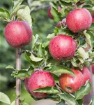 Apfel 'Jonagold' mittel - Malus 'Jonagold' CAC