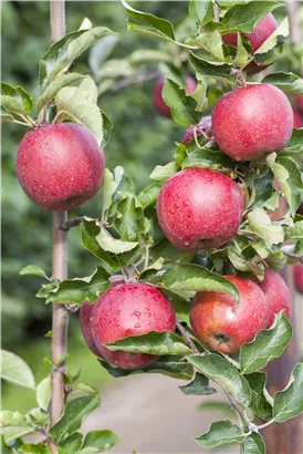 Apfel 'Jonagold' mittel - Malus 'Jonagold' CAC