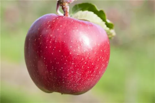 Apfel 'Jonagold' mittel - Malus 'Jonagold' CAC