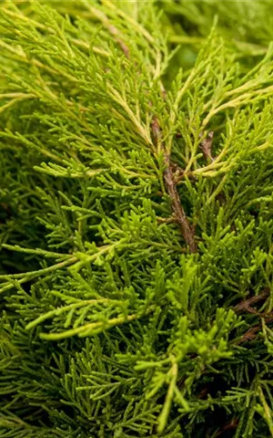 Juniperus media 'Old Gold'