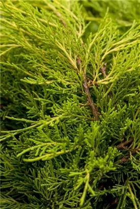 Gelber Strauchwacholder 'Old Gold' - Juniperus media 'Old Gold'