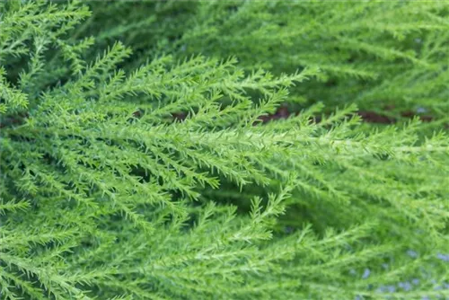 Breitkronige-Zypresse 'Goldcrest' - Cupressus macrocarpa 'Goldcrest'