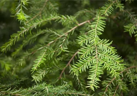 Tsuga canadensis - Kanadische Hemlocktanne