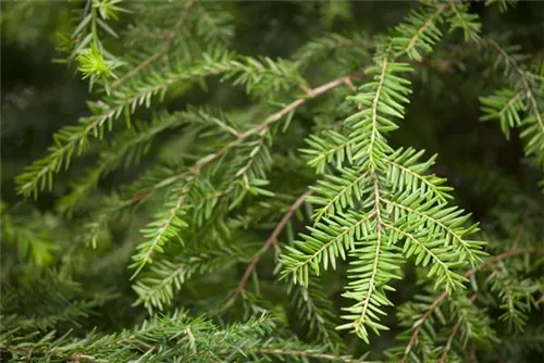 Kanadische Hemlocktanne - Tsuga canadensis