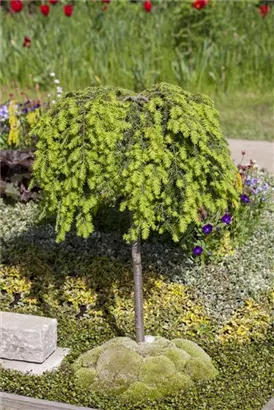 Kanadische Hemlocktanne - Tsuga canadensis