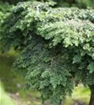 Kanadische Hemlocktanne - Tsuga canadensis