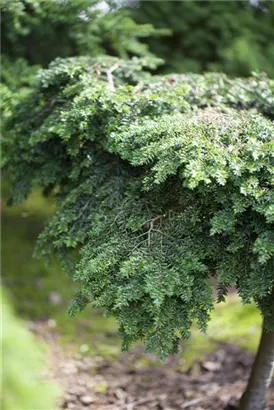 Kanadische Hemlocktanne - Tsuga canadensis