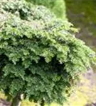 Kanadische Hemlocktanne - Tsuga canadensis