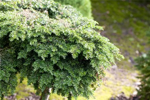 Kanadische Hemlocktanne - Tsuga canadensis