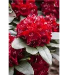 Rhododendron-Hybride 'Cherry Kiss' -R- - Rhododendron Hybr.'Cherry Kiss' -R- III