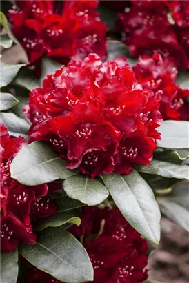 Rhododendron-Hybride 'Cherry Kiss' -R- - Rhododendron Hybr.'Cherry Kiss' -R- III